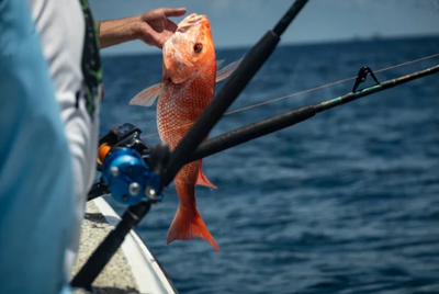 Get Ready: Red Snapper Season Starts Tomorrow (06/01)!